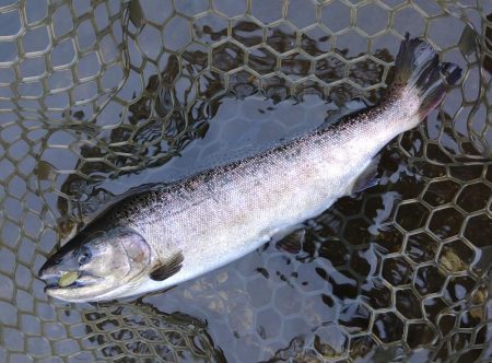 水面が熱い！ ～平谷湖フィッシングスポット～